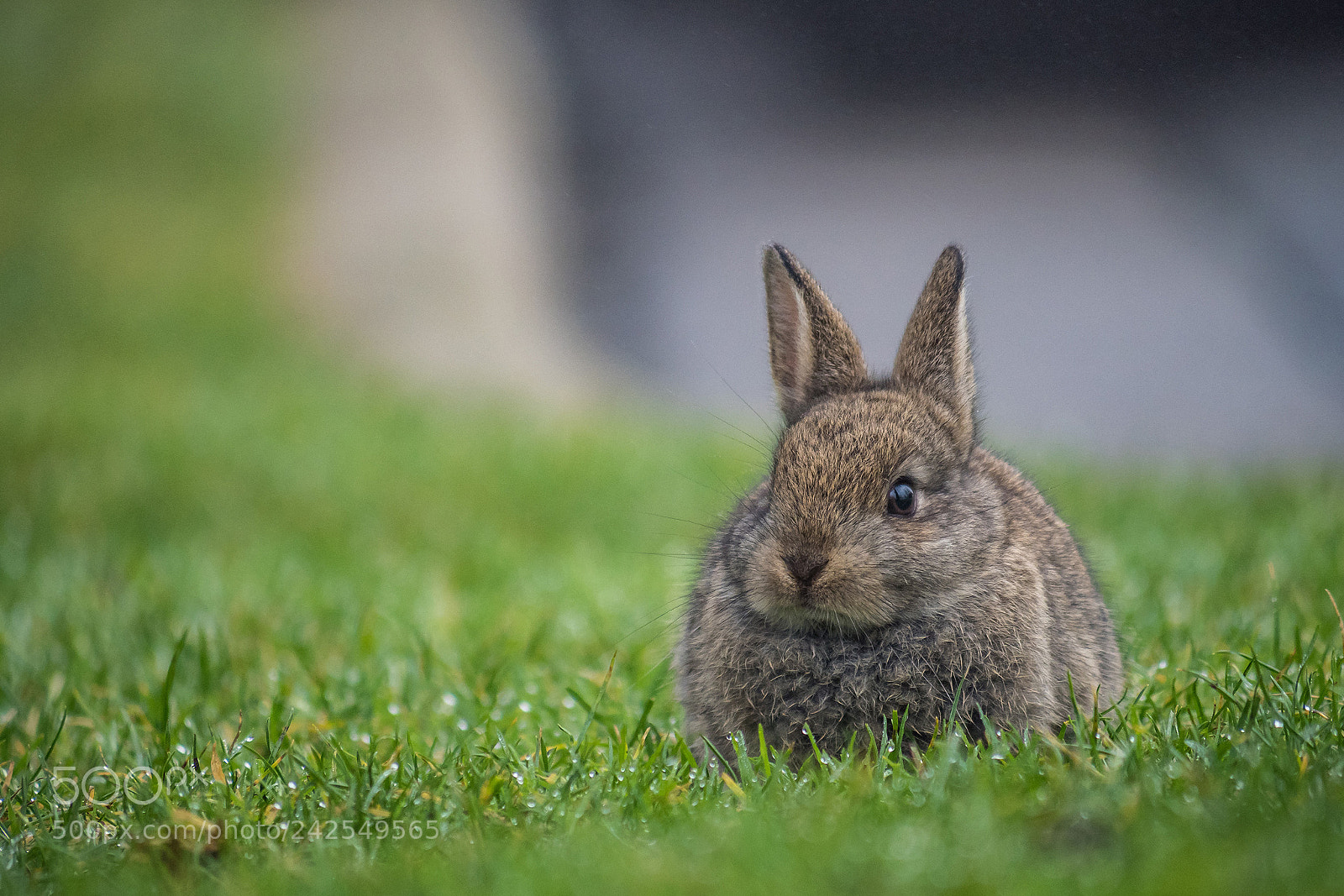 Olympus OM-D E-M5 II sample photo. Cute little bunny photography
