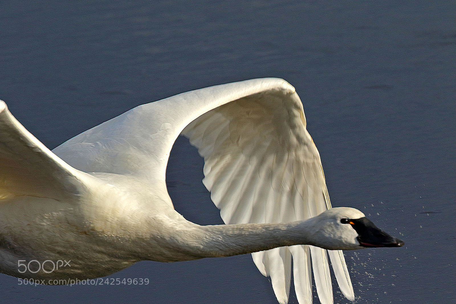 Canon EOS 7D Mark II sample photo. Swan flight iv photography