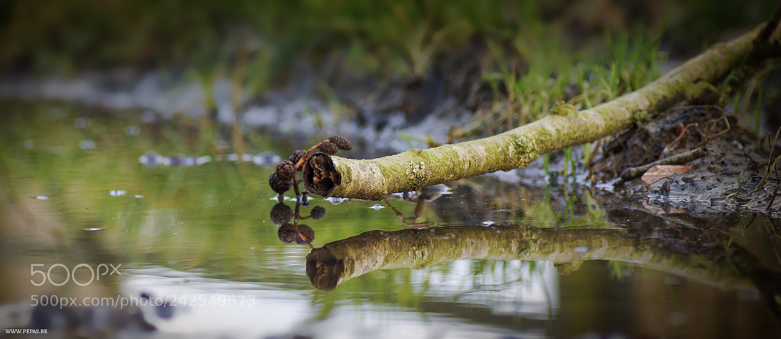 Sony SLT-A77 sample photo. Miror photography