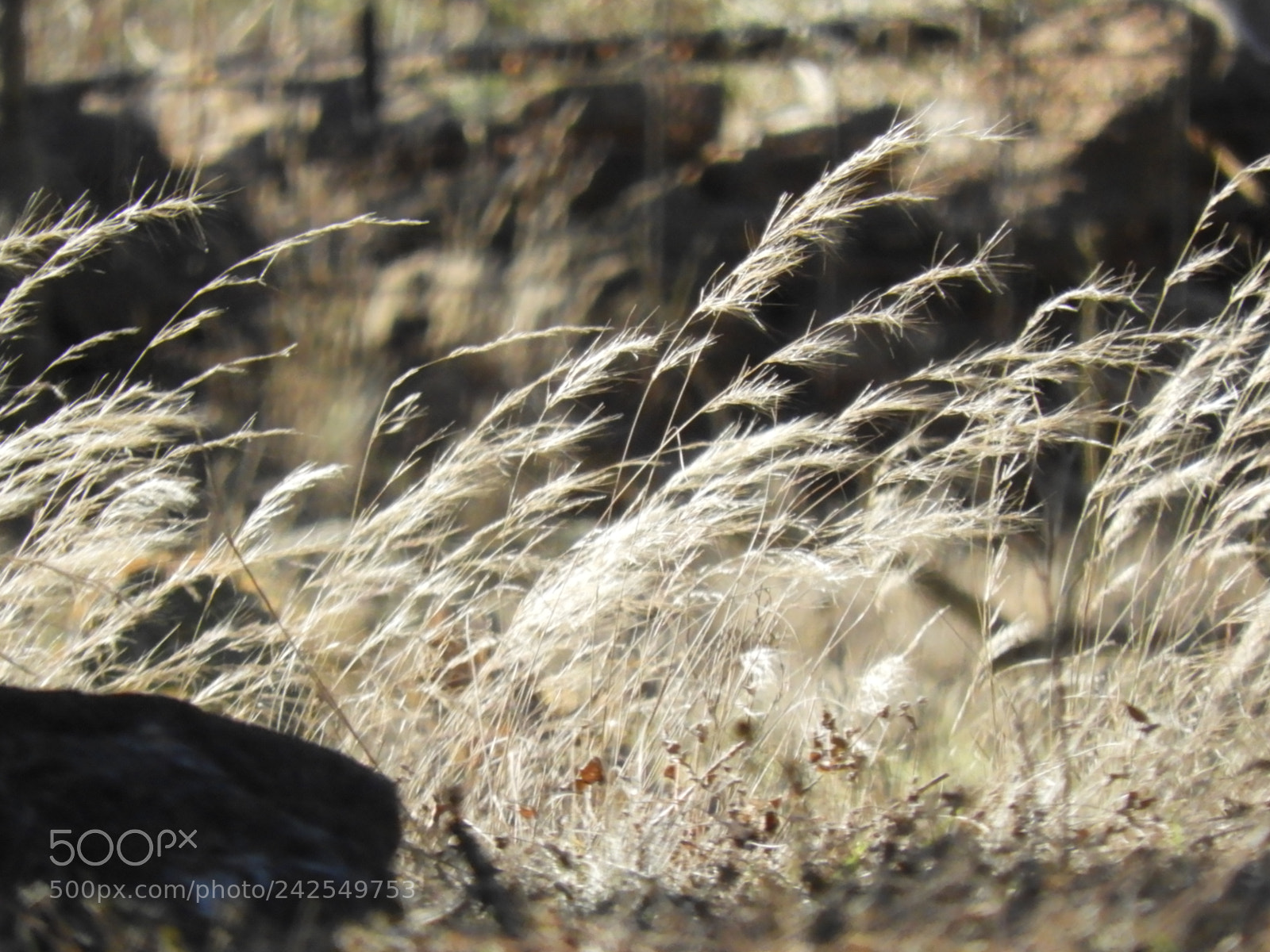 Nikon Coolpix B700 sample photo. Winter grass in the photography