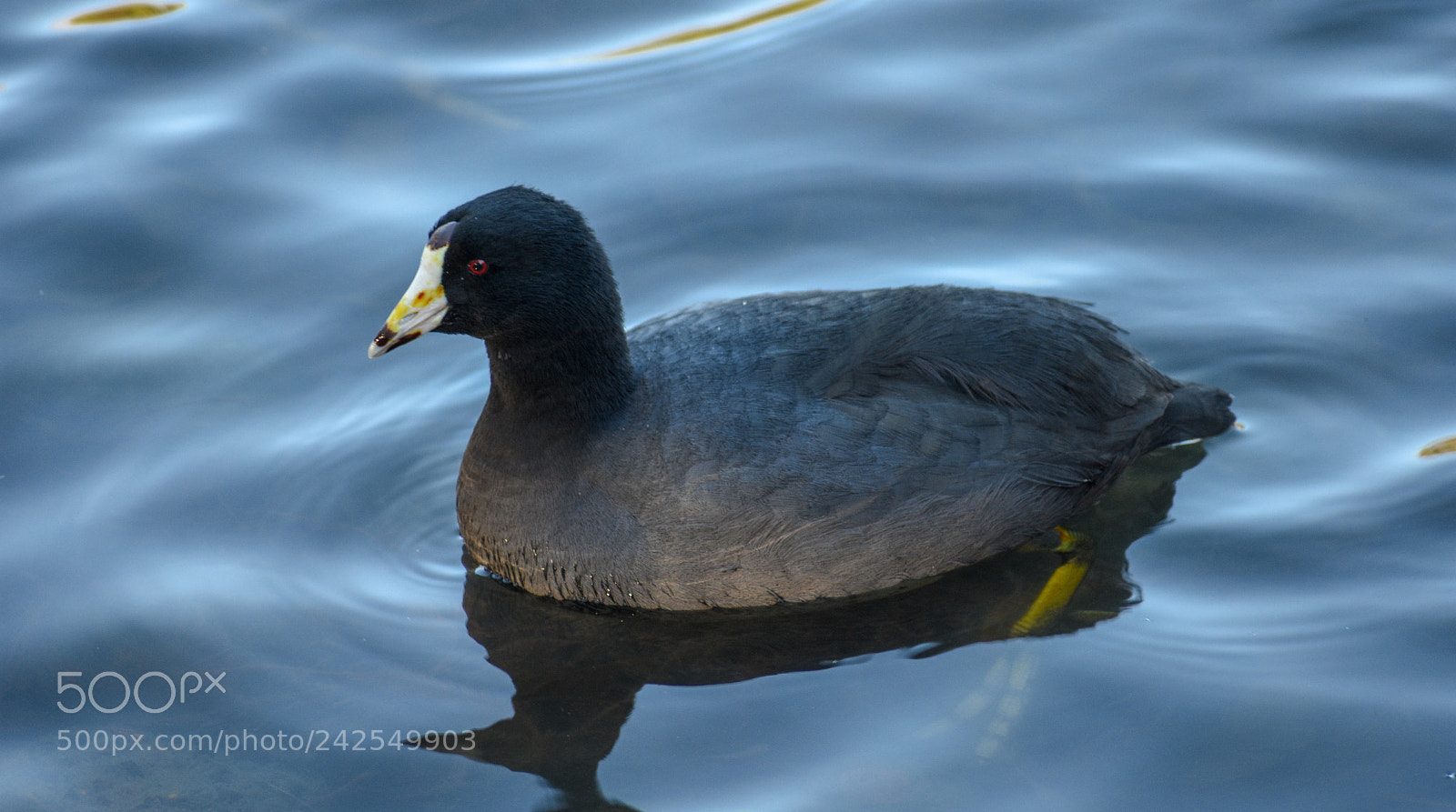 Nikon D3400 sample photo. North american coot photography
