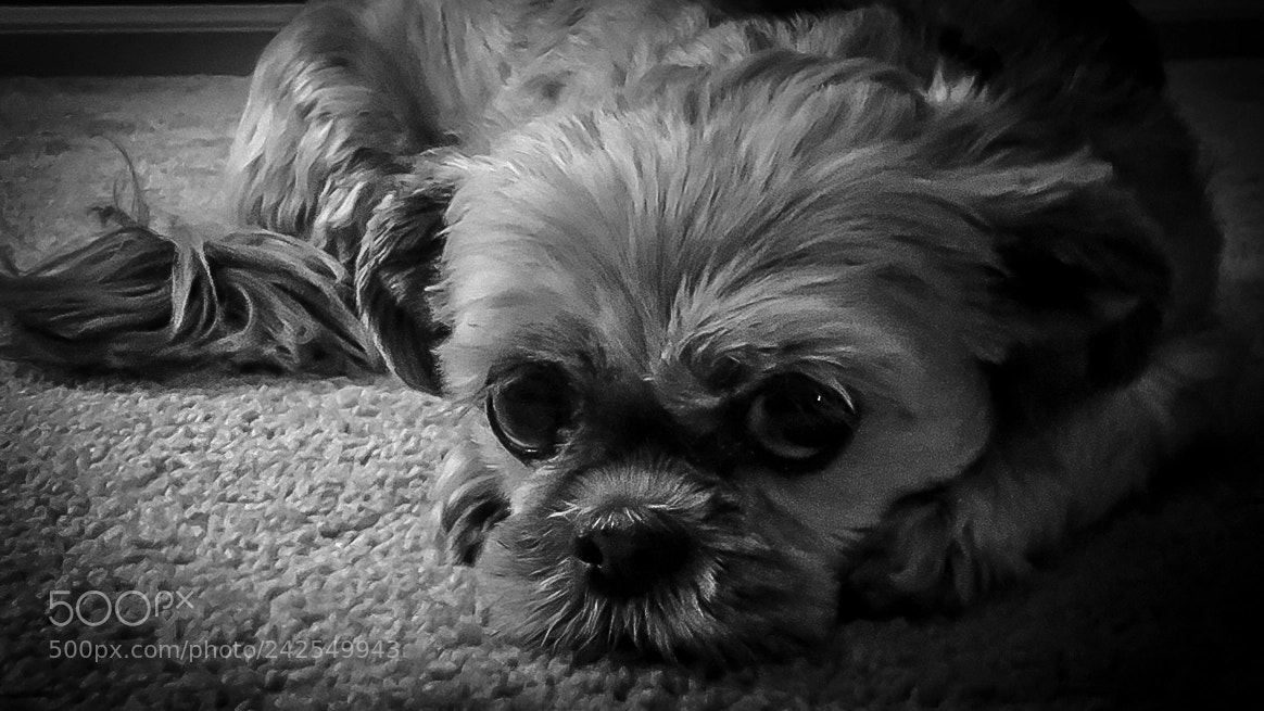 Apple iPhone 6s sample photo. Shorty photography