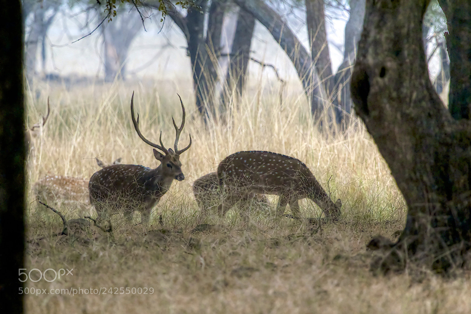 Canon EOS 550D (EOS Rebel T2i / EOS Kiss X4) sample photo. Framed... photography