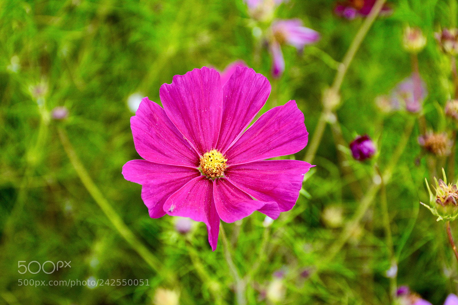 Nikon D7100 sample photo. Bright purple flower photography
