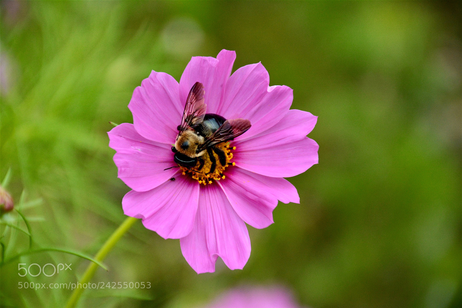 Nikon D7100 sample photo. Butterfly on a flower photography
