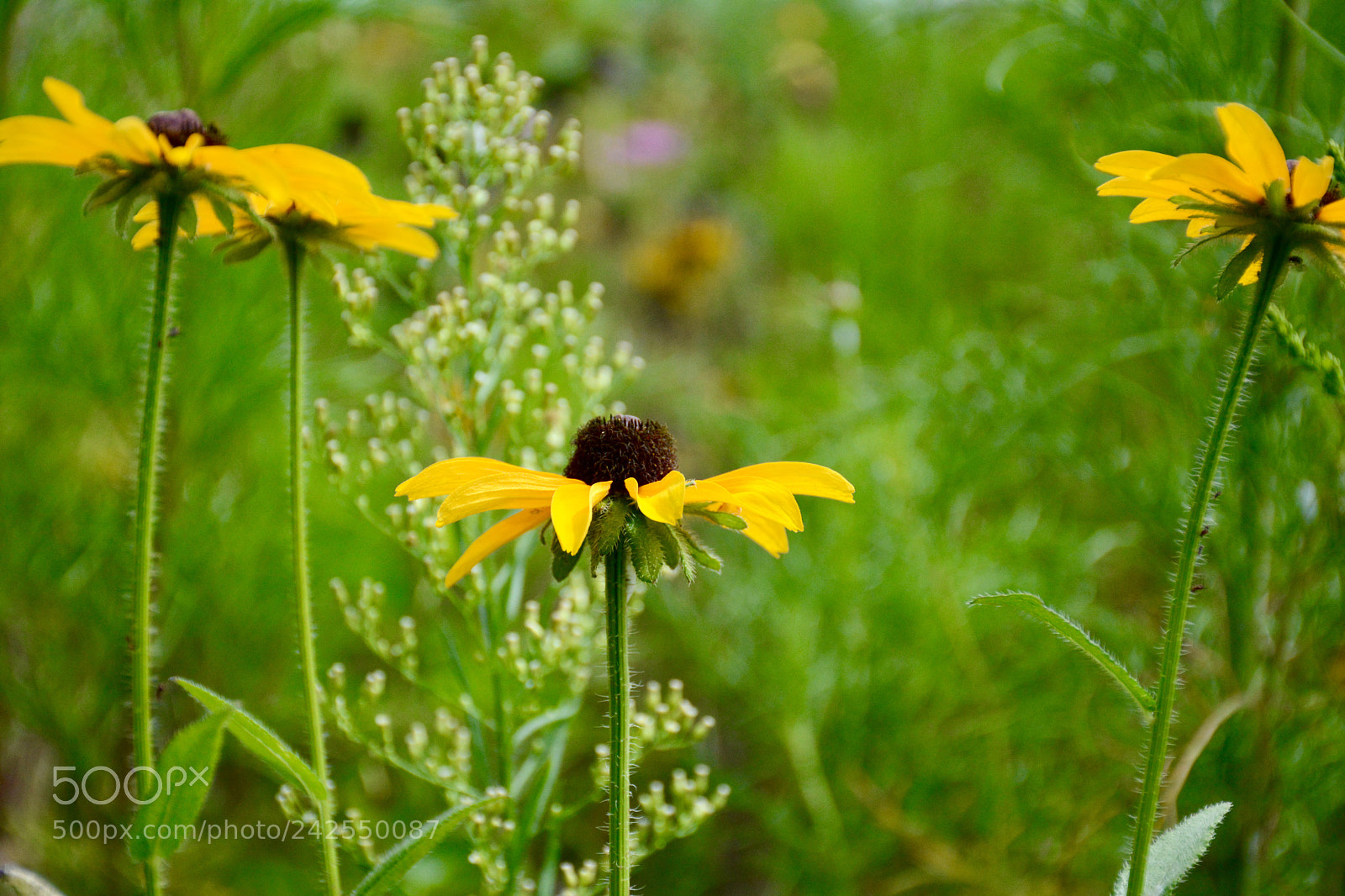 Nikon D7100 sample photo. Yellow flowers photography