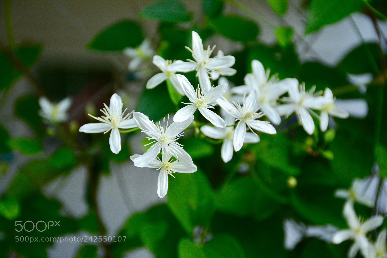 Nikon D7100 sample photo. White flowers on a photography