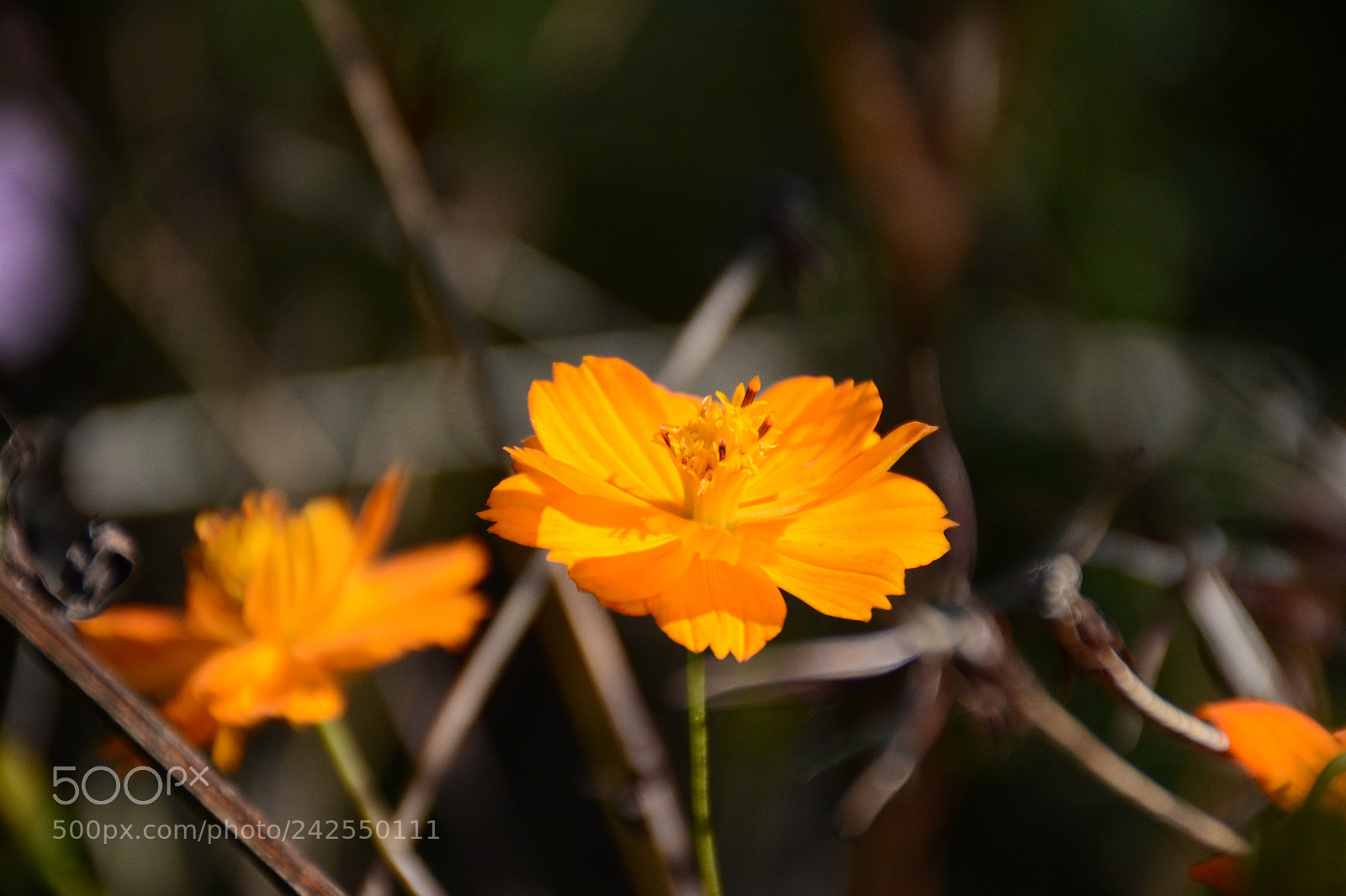 Nikon D7100 sample photo. Bright yellow flower photography