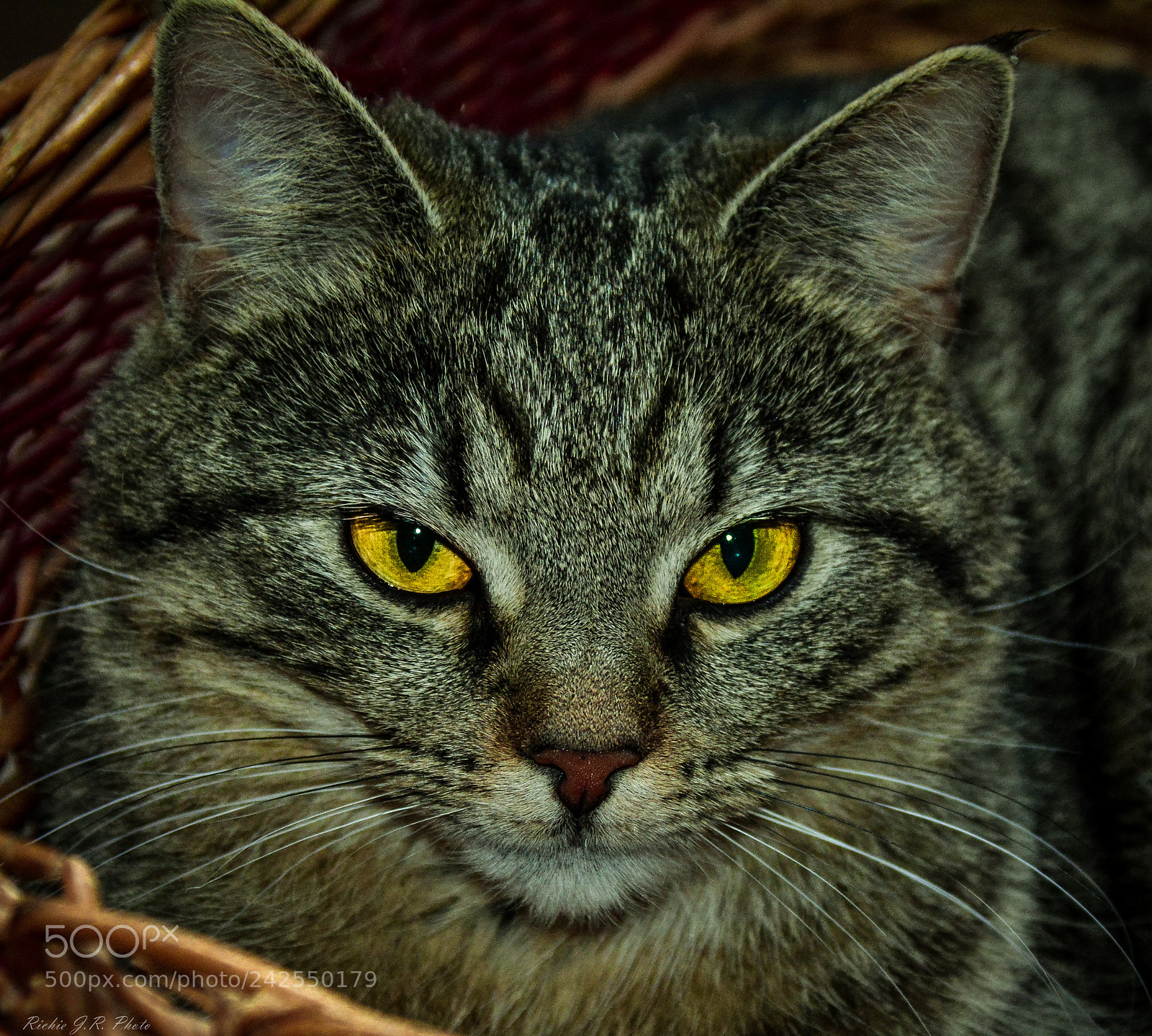 Nikon D7100 sample photo. Cica maca photography