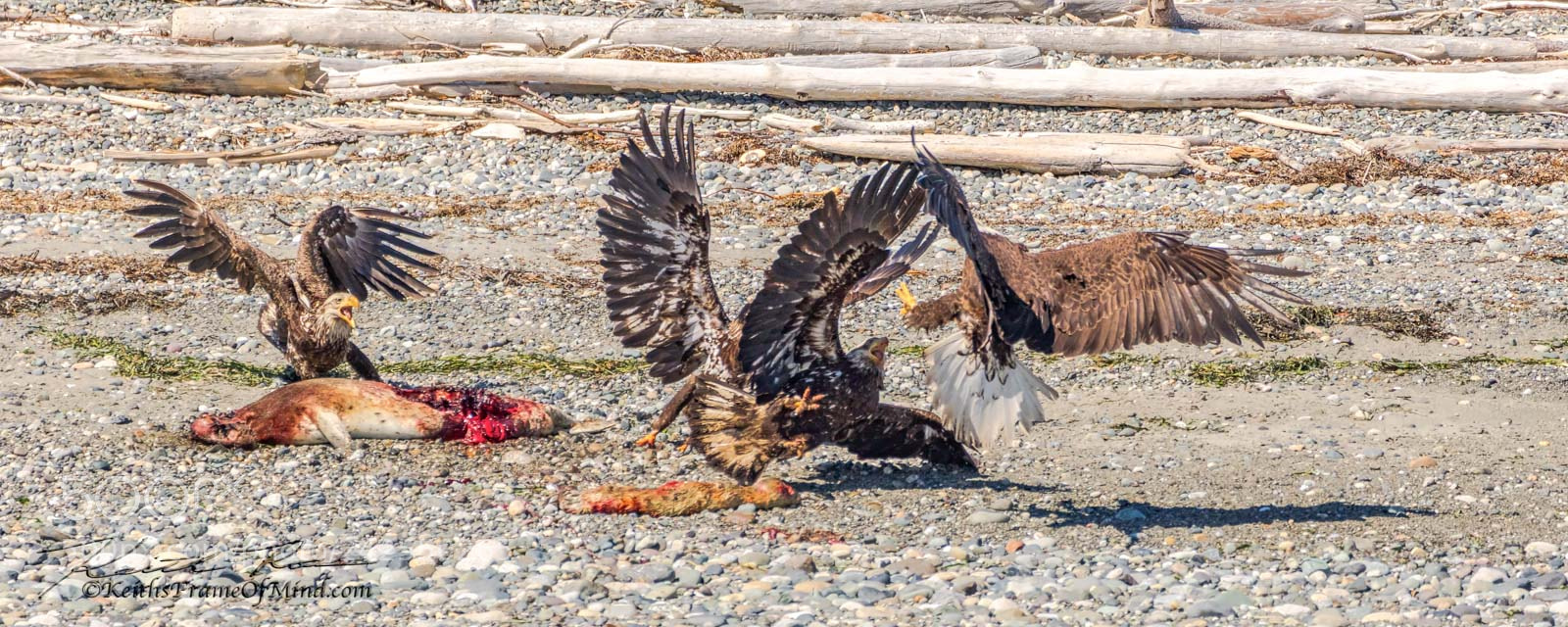 Canon EOS 7D Mark II sample photo. Bald eagles - battle photography