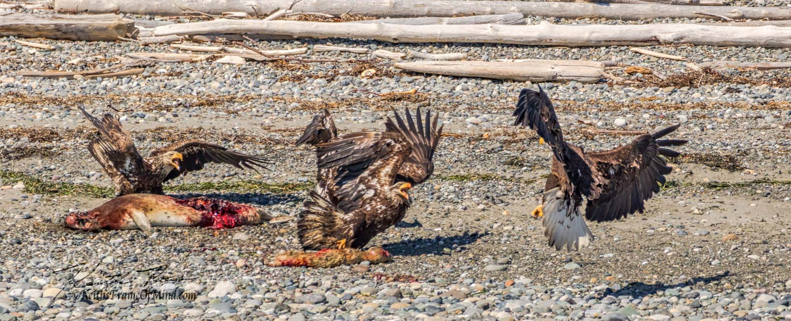 Canon EOS 7D Mark II sample photo. Bald eagles - battle photography