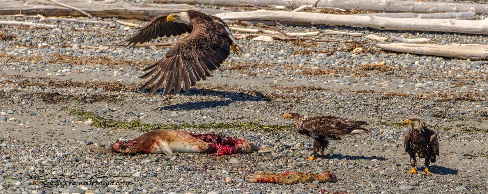 Canon EOS 7D Mark II sample photo. Bald eagles - battle photography