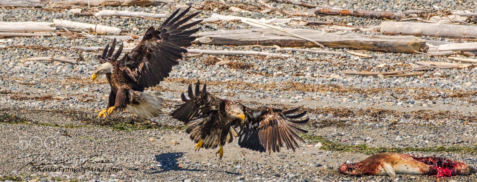 Canon EOS 7D Mark II sample photo. Bald eagles - battle photography