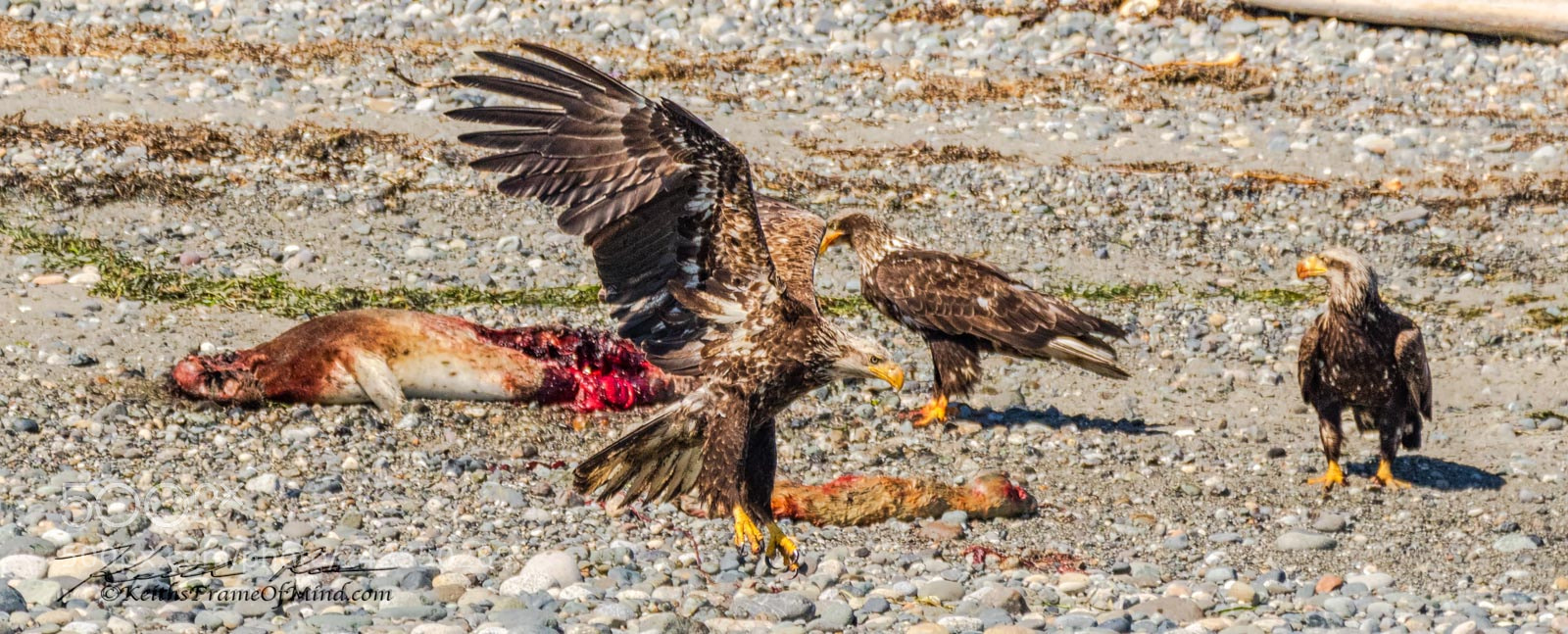 Canon EOS 7D Mark II sample photo. Bald eagles - battle photography