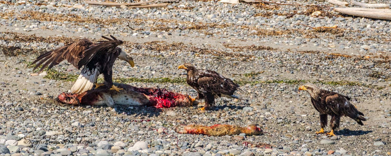 Canon EOS 7D Mark II sample photo. Bald eagles - battle photography