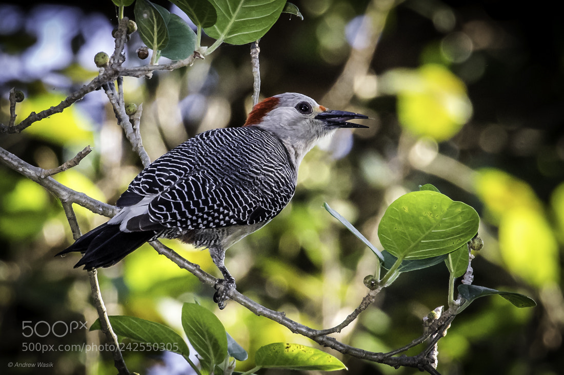 Canon EOS 7D Mark II sample photo. Yucatan woodpecker photography