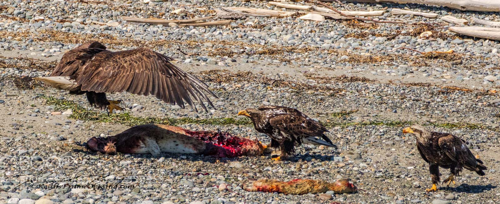 Canon EOS 7D Mark II sample photo. Bald eagles - battle photography