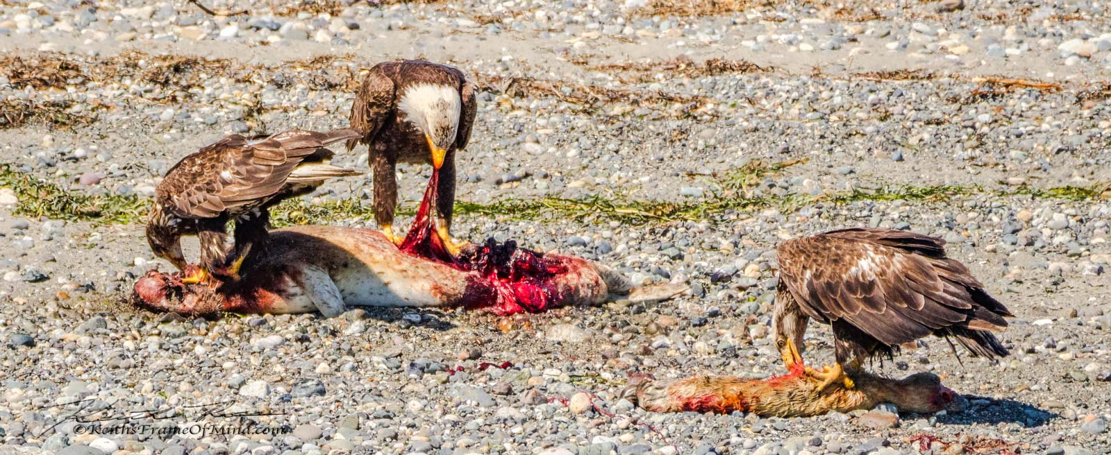 Canon EOS 7D Mark II sample photo. Bald eagles - battle photography