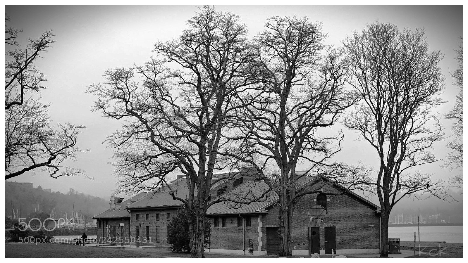 Olympus OM-D E-M10 II sample photo. Three trees. photography