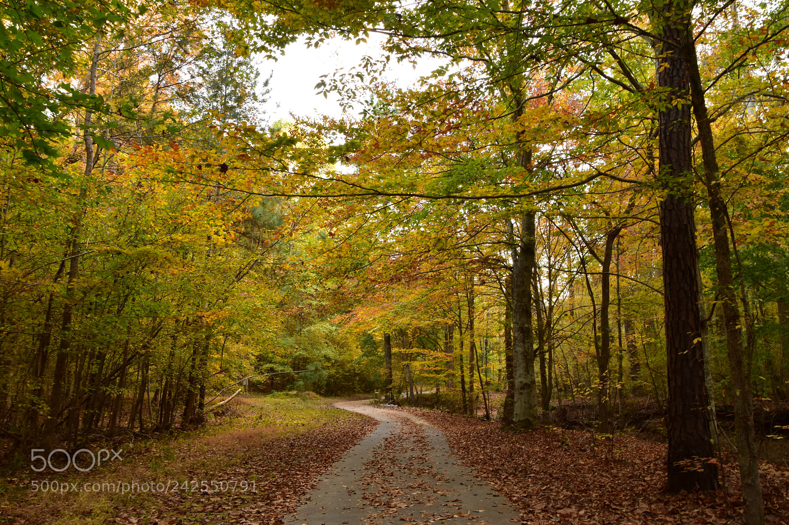 Nikon D5500 sample photo. In the woods ..! photography