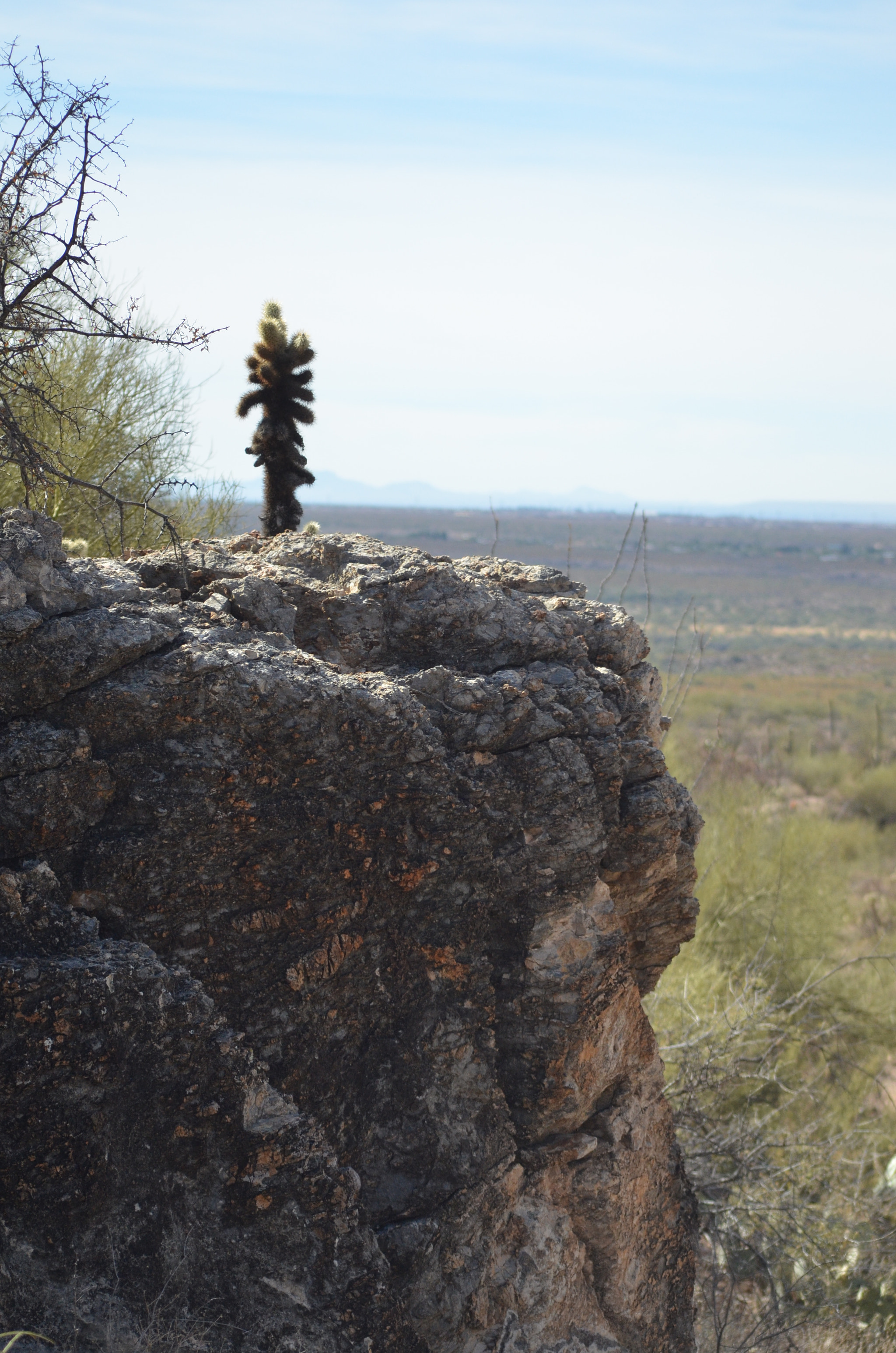 Nikon D7000 + AF Nikkor 70-210mm f/4-5.6D sample photo. Cholla photography