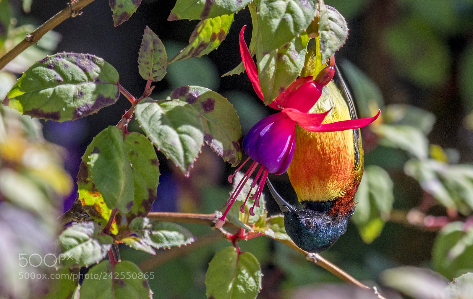 Nikon D500 sample photo. Doi inthanon sunbird or photography