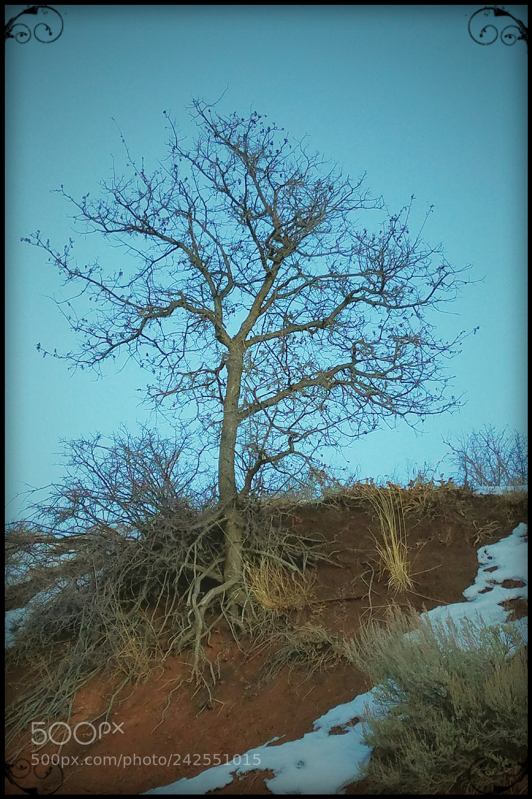Samsung Galaxy S7 sample photo. Centering . . . with a tree photography