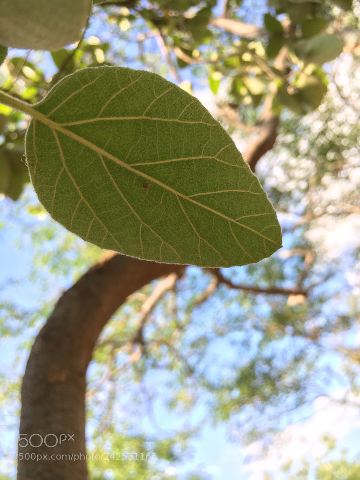Apple iPhone 6s sample photo. Untitled photography