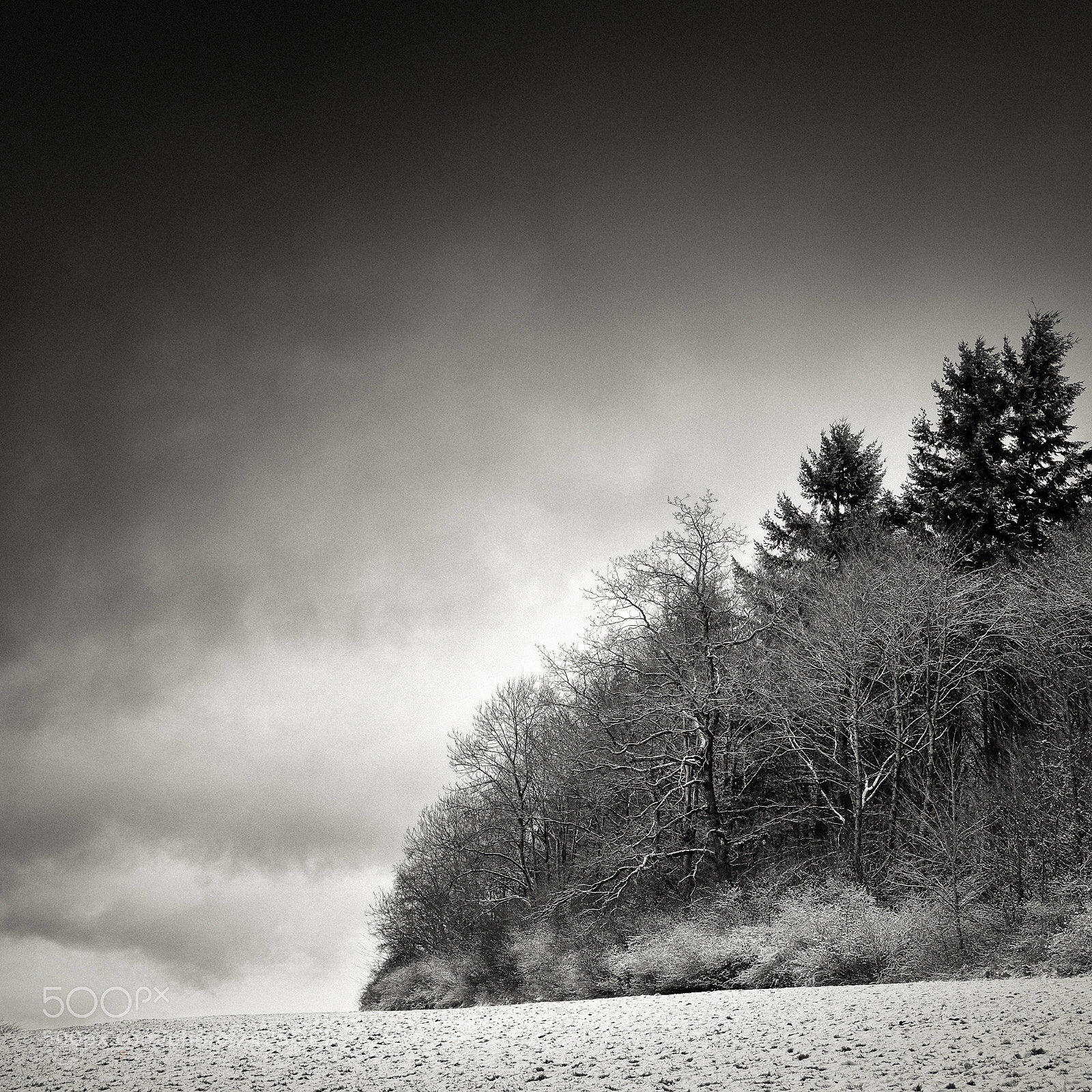 Nikon D7100 sample photo. Copse in winter photography