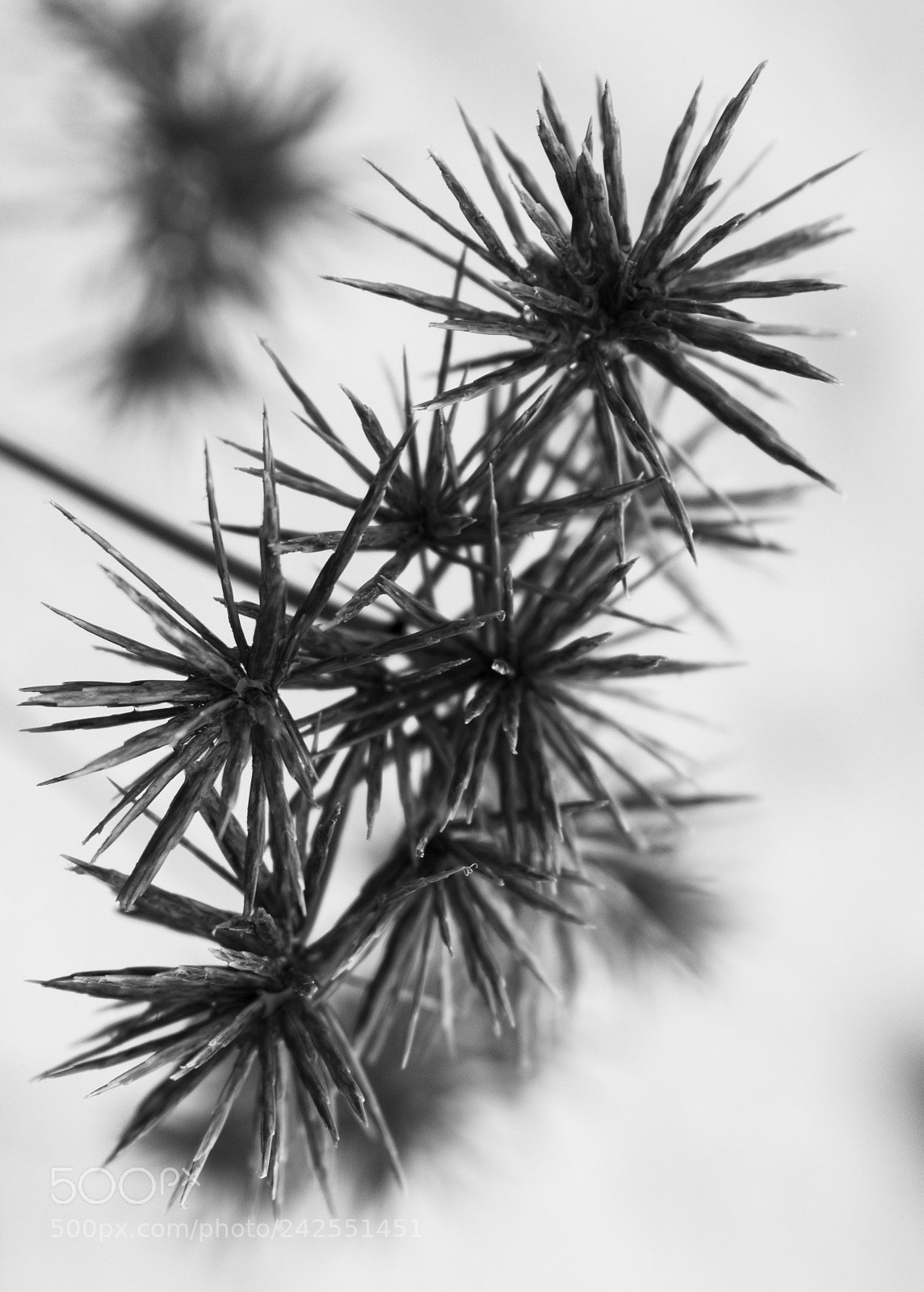 Nikon D3400 sample photo. Thorn you inside dark photography