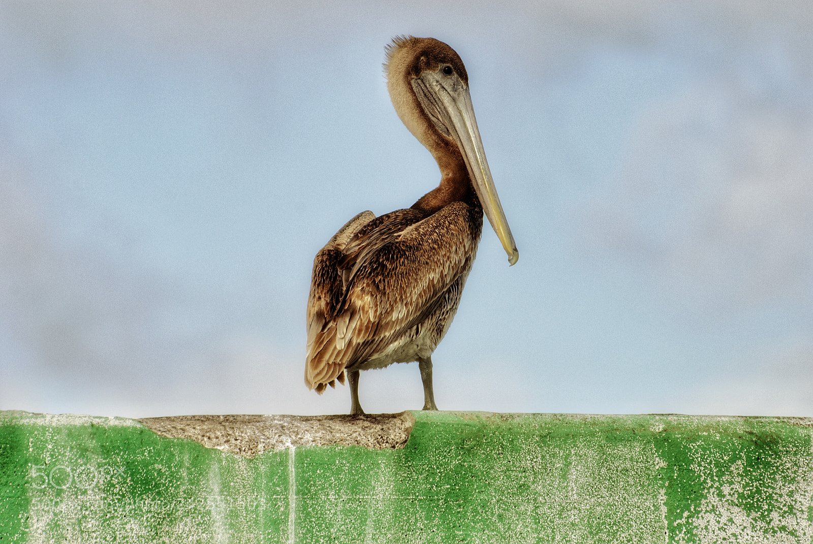 Nikon D3000 sample photo. Brief pelican photography
