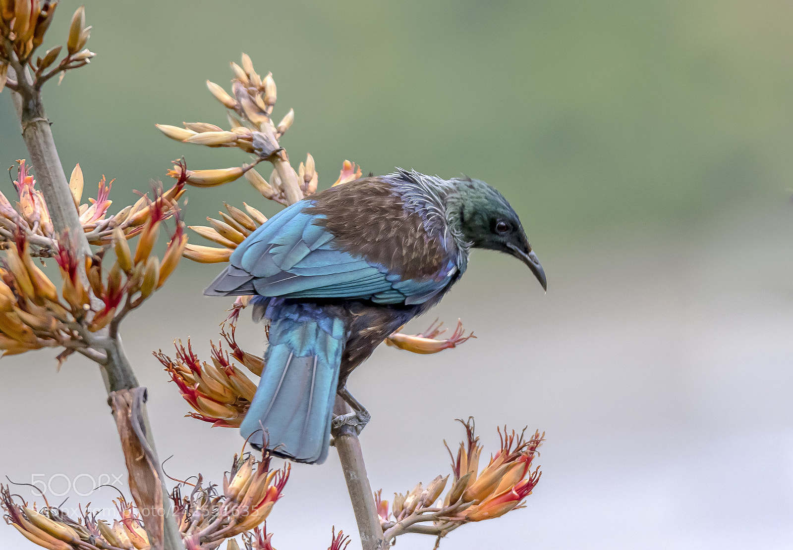 Canon EOS 7D Mark II sample photo. New zealand native tui photography