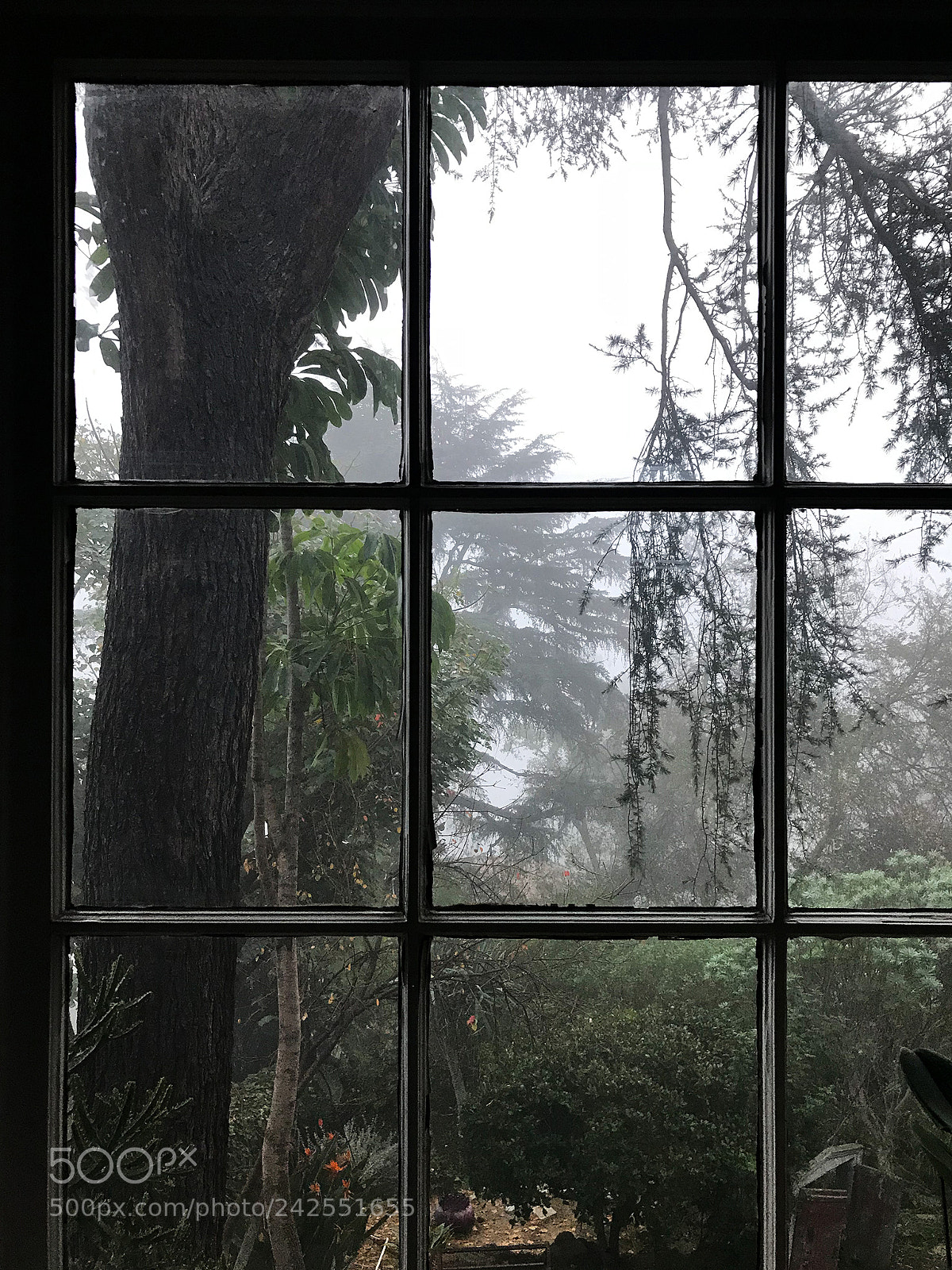 Apple iPhone 7 sample photo. Back window in fog photography