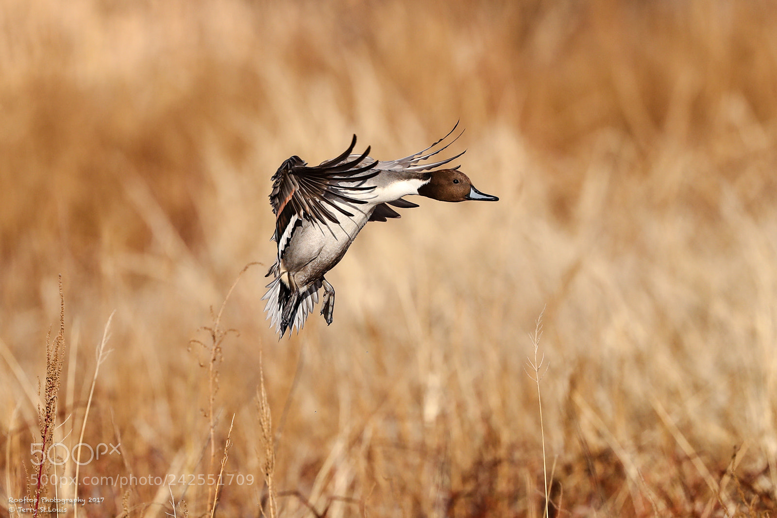 Canon EOS-1D X Mark II sample photo. Sunny landing zone photography
