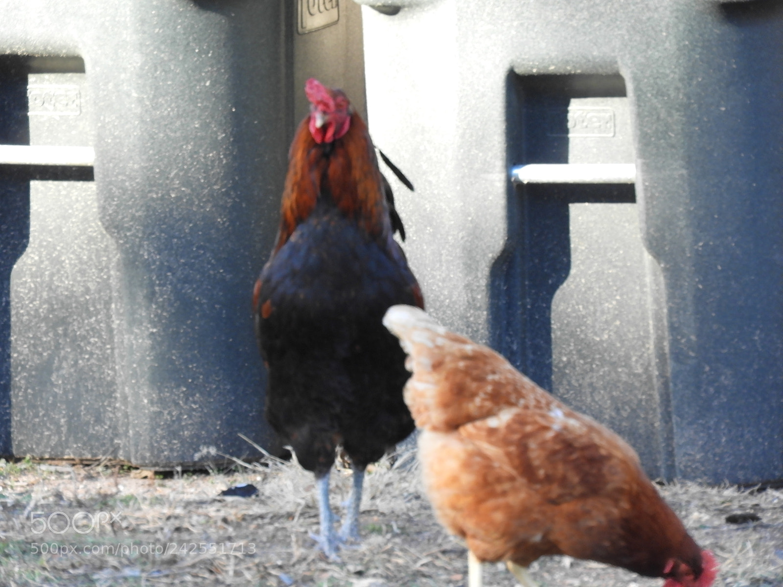 Nikon Coolpix B700 sample photo. Rooster doing his "cock-a-doodle-doo" photography