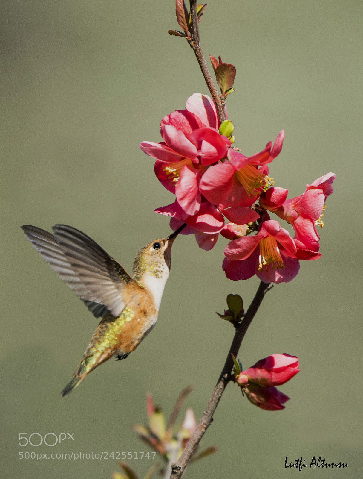 Nikon D500 sample photo. Rufous hummingbird k z photography
