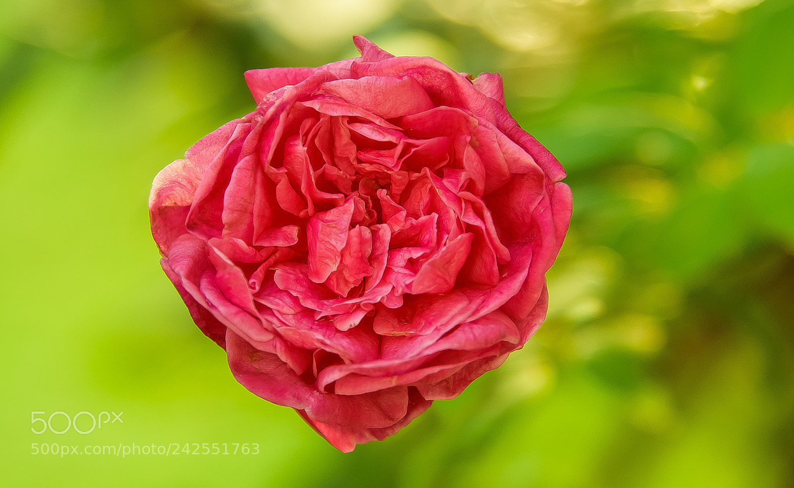 Nikon D810 sample photo. Rose of one's dreams photography