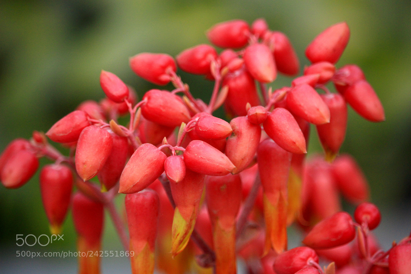 Canon EF-S 55-250mm F4-5.6 IS STM sample photo. Uknown flower.. photography