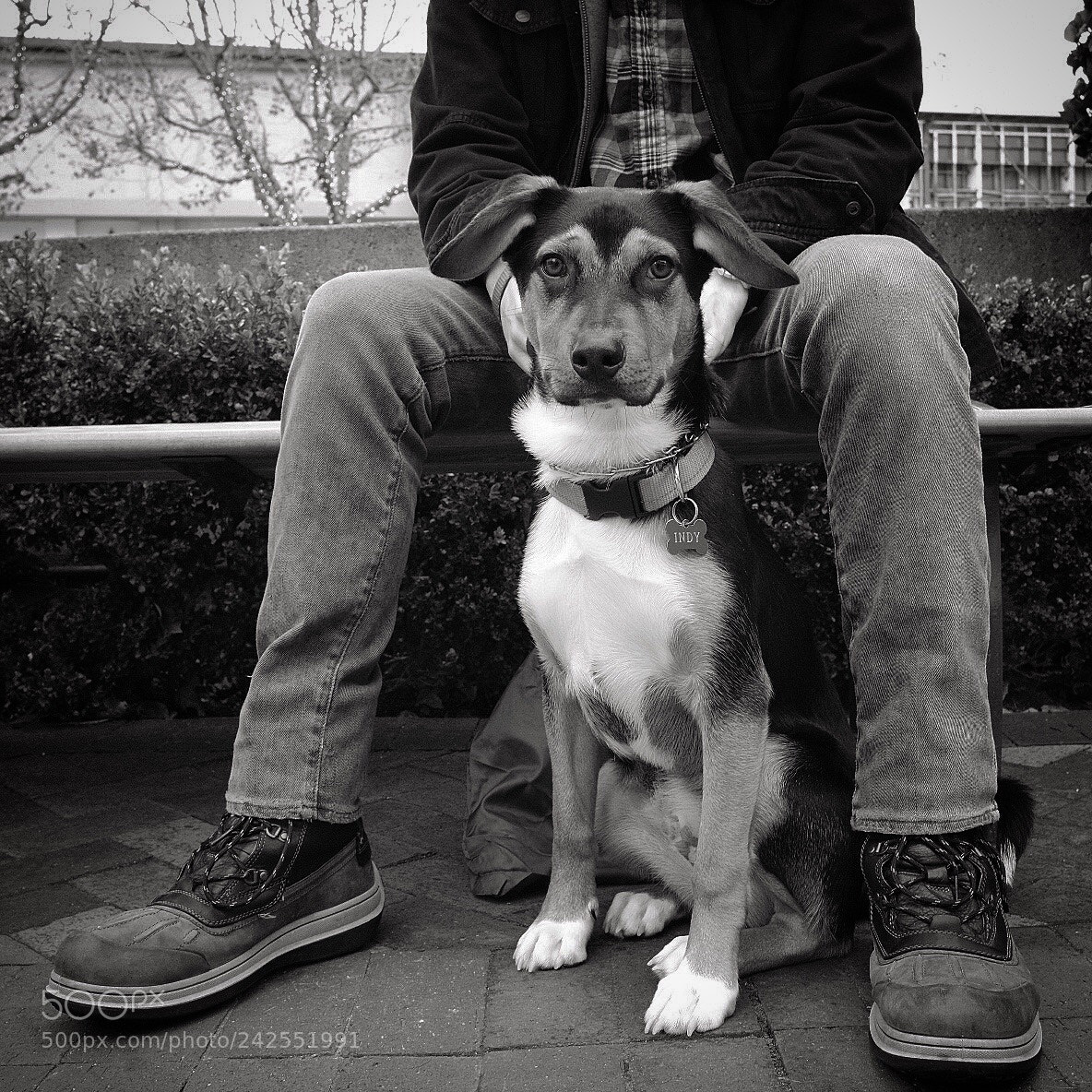 Fujifilm X-Pro2 sample photo. Dog walk. photography