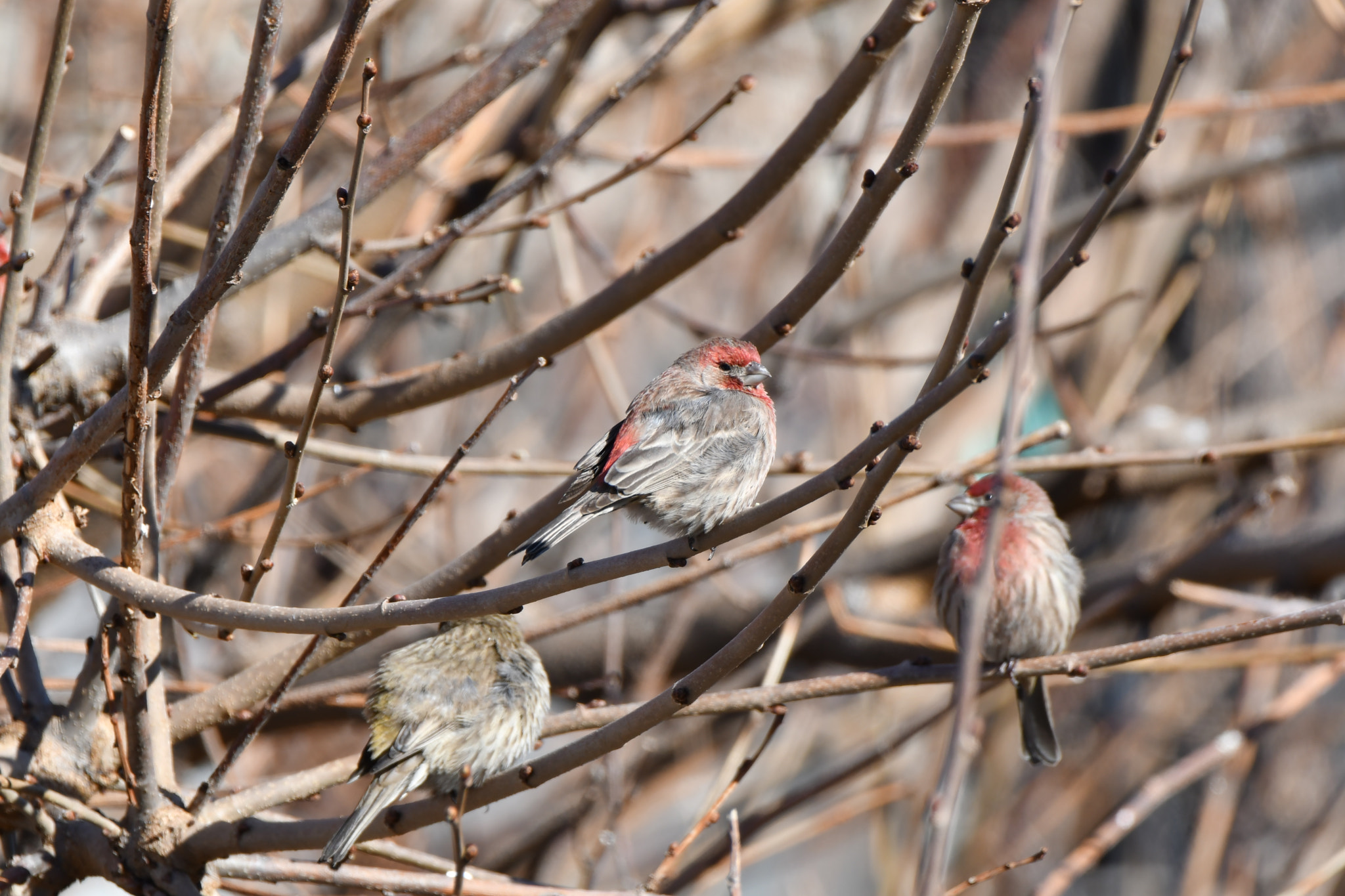 Nikon D500 sample photo. Tiny birdie in a tree photography