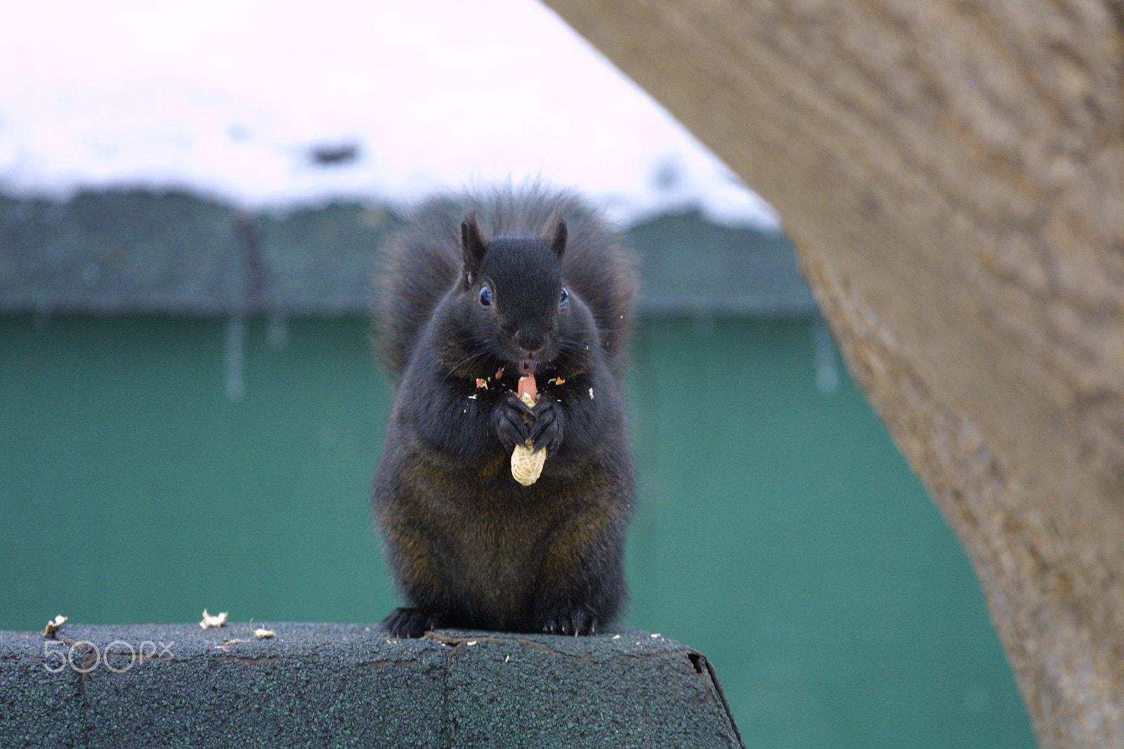 Canon EOS D30 sample photo. Eating peanuts photography