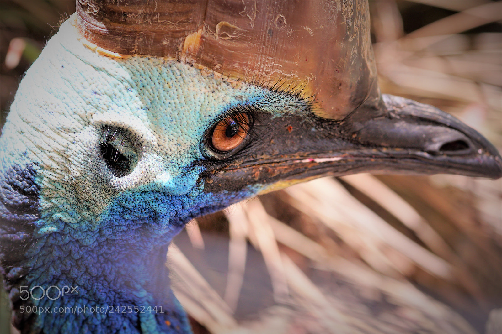 Sony a6500 sample photo. Portrait of a cassowray photography