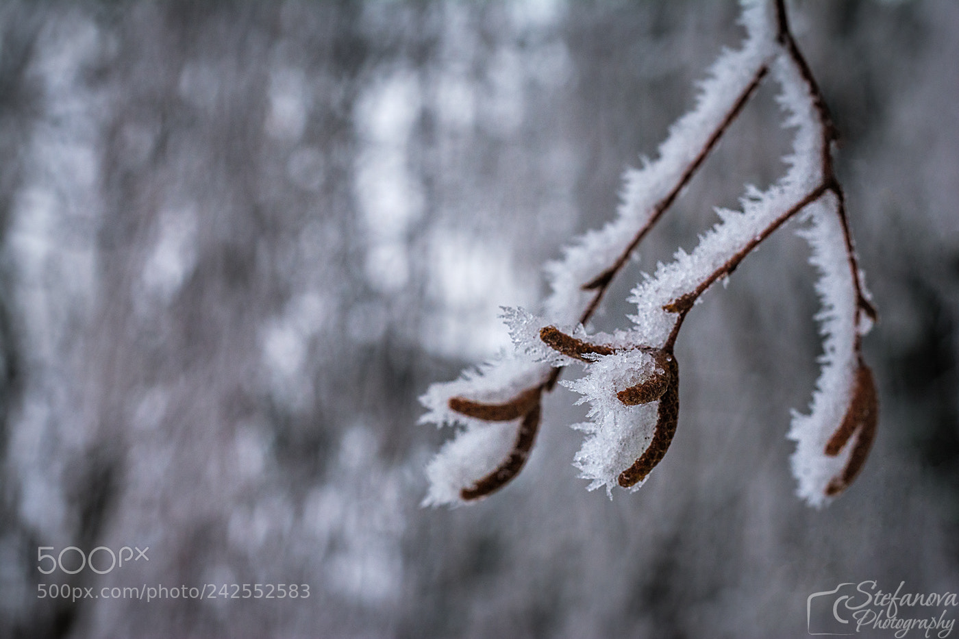 Nikon D7100 sample photo. Frost photography