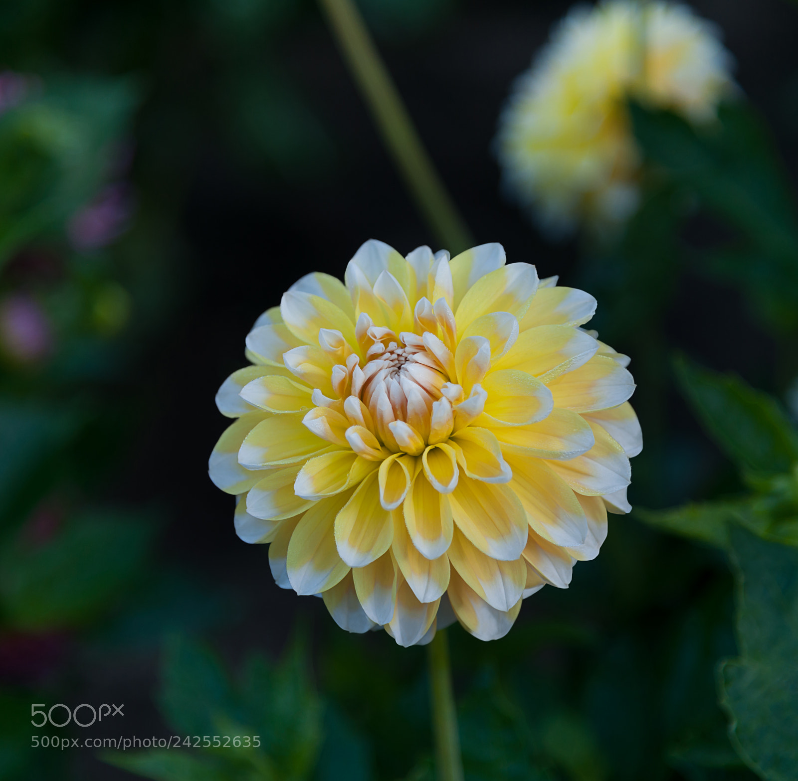 Nikon D3X sample photo. Happier dahlia photography