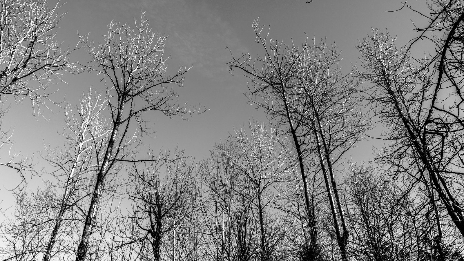 Canon EOS 750D (EOS Rebel T6i / EOS Kiss X8i) sample photo. Look up. photography