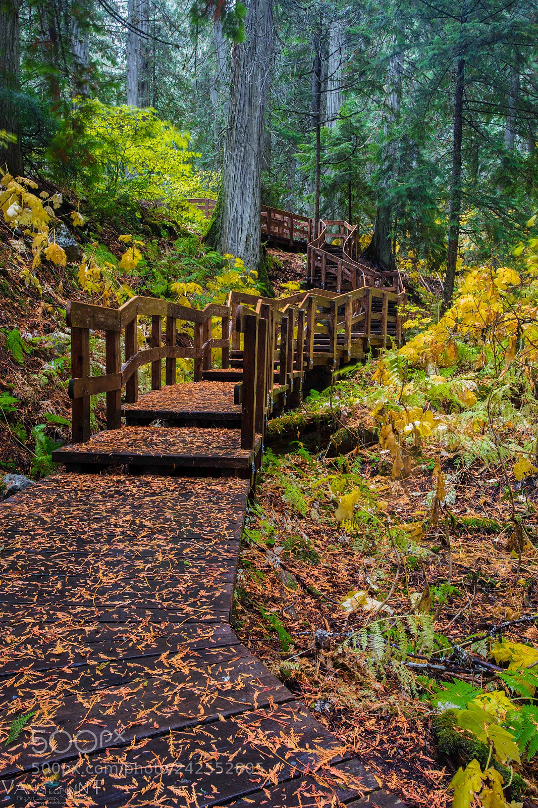 Canon EOS 5DS R sample photo. Stairway to the cedars photography