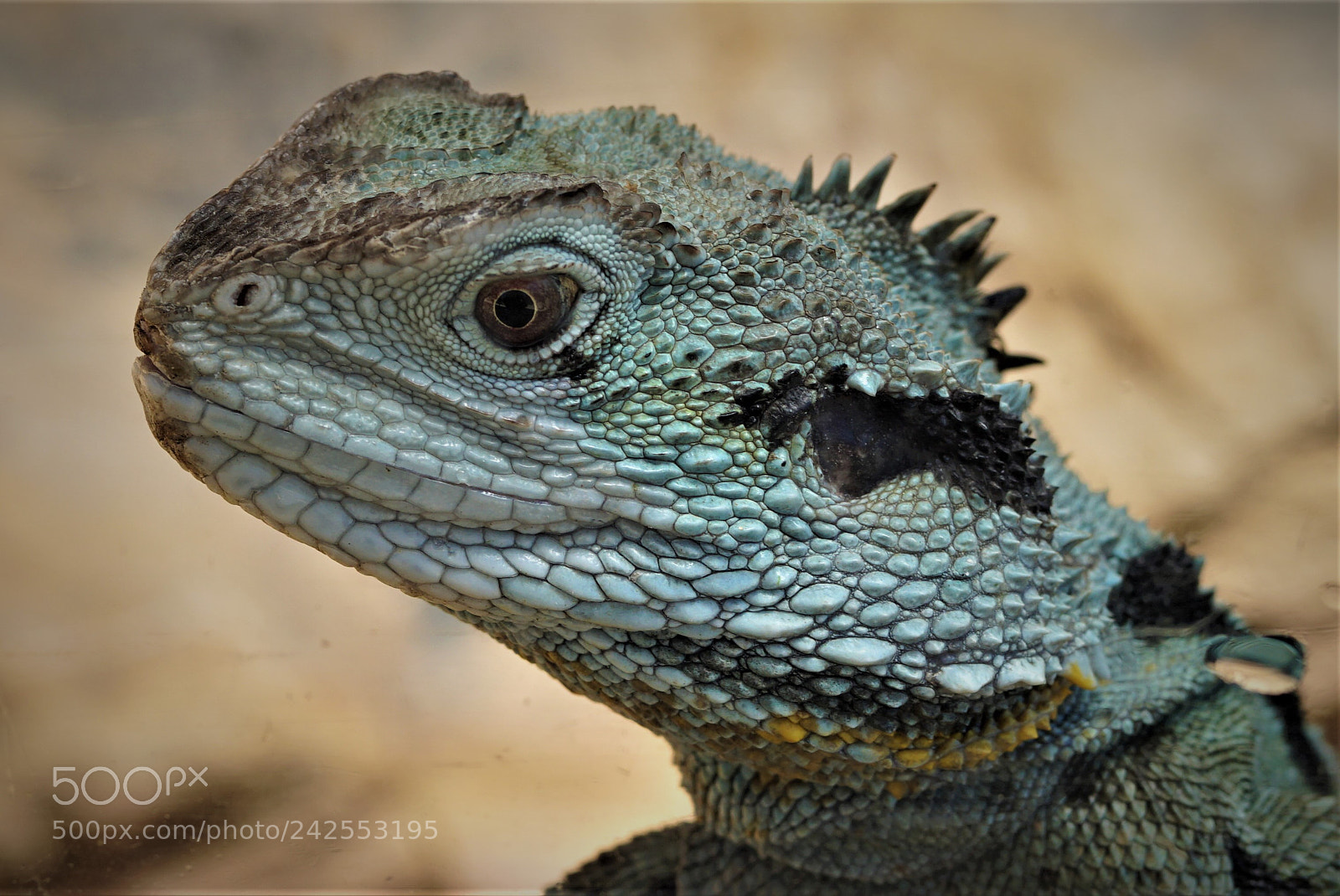 Sony a6500 sample photo. Portrait of a lizard (1) photography