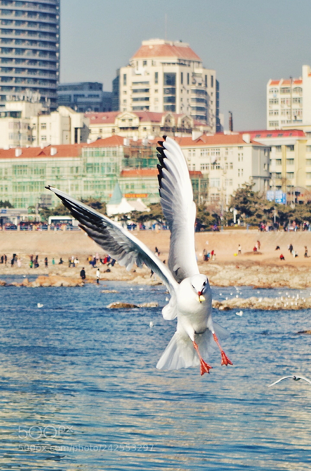 Pentax K-50 sample photo. 栈桥海鸥 photography