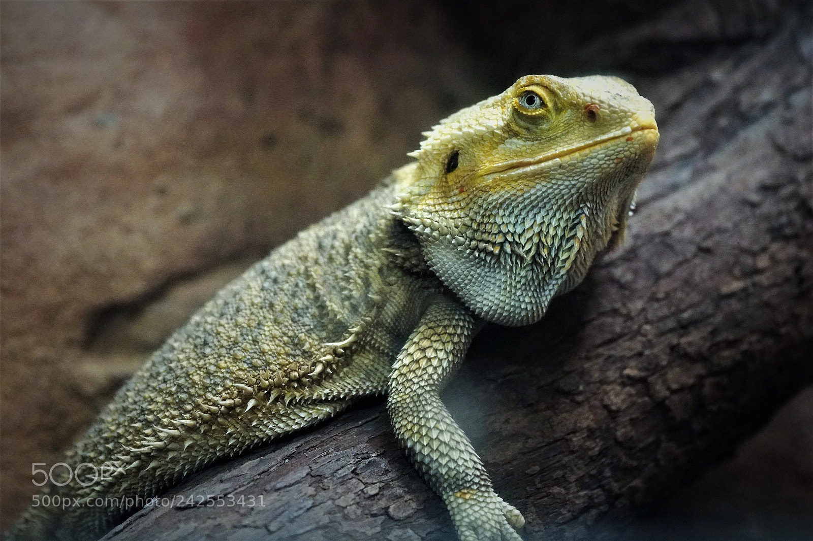 Sony a6500 sample photo. Portrait of a lizard (2) photography