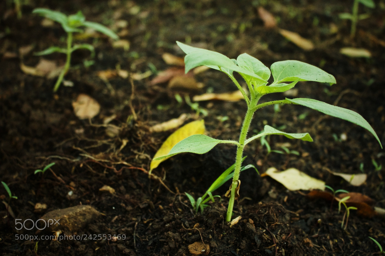 Canon EOS 750D (EOS Rebel T6i / EOS Kiss X8i) sample photo. The seed grows and photography